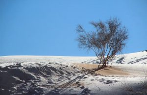 بارش برف در صحرا